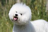 BICHON FRISE 412